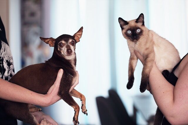 6 Ways to Keep Your Pet Healthy